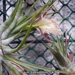 tillandsia kolbii -dozreté semenníky