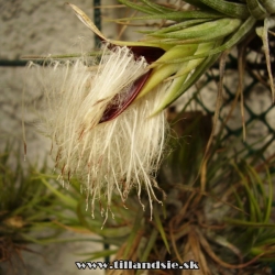 tillandsia kolbii -dozreté semenníky