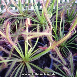 drosera capensis