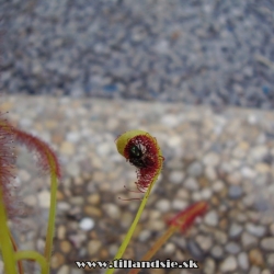 drosera capensis