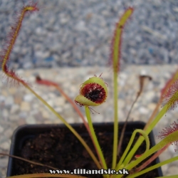 drosera capensis