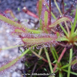 drosera capensis