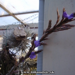 Tillandsia duratii