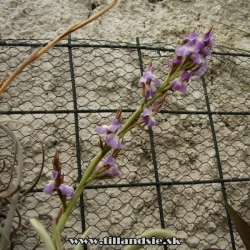 Tillandsia duratii