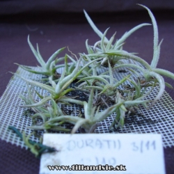 Tillandsia duratii výsev