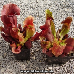 sarracenia purpurea ssp.purpurea a purpurea ssp.venosa