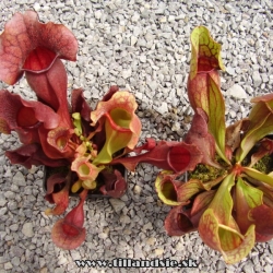 sarracenia purpurea ssp.purpurea a purpurea ssp.venosa