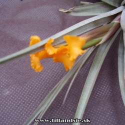 Tillandsia erici