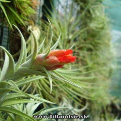 Tillandsia edithae