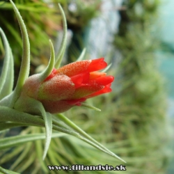 Tillandsia edithae