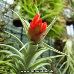 Tillandsia edithae