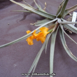 Tillandsia erici