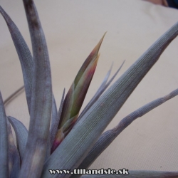 Tillandsia erici