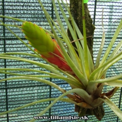 tillandsia fasciculata var.tricolor