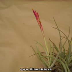 Tillandsia ferrisiana