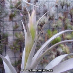 Tillandsia ferreyrae