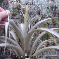 Tillandsia ferreyrae