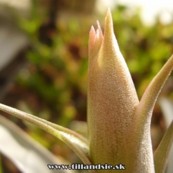 Tillandsia ferreyrae