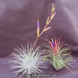 Tillandsia fuchsii var. fuchsii a Tillandsia ionantha 