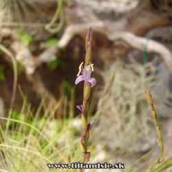 Tillandsia filifolia