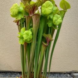 Sarracenia flava