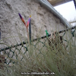 Tillandsia fuchsii forma gracilis