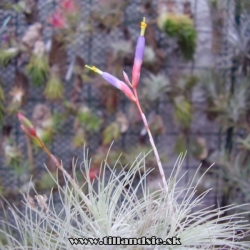 Tillandsia fuchsii forma gracilis