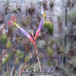 Tillandsia fuchsii forma gracilis