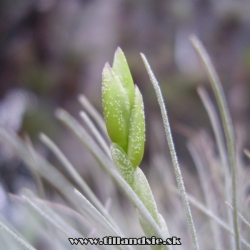 T.fuchsii forma gracilis detail klásku