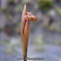 Tillandsia funebris