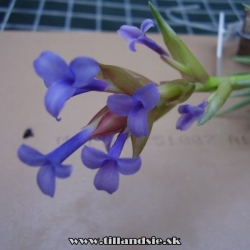 tillandsia neglecta detail kvetov