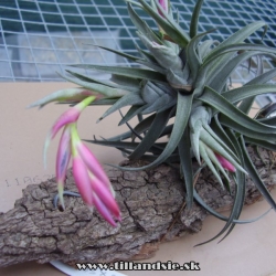 tillandsia aeranthos x t.stricta