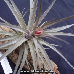 tillandsia aeranthos f.nigra