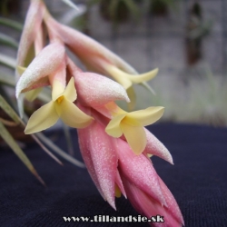 tillandsia jucunda kvety