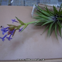 tillandsia neglecta