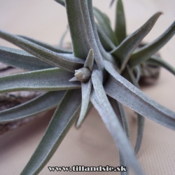 Tillandsia gerdae