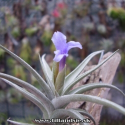 Tillandsia gerdae