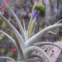 Tillandsia gerdae