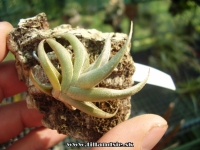 Tillandsia gilliesii ssp.gilliesii