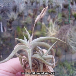 Tillandsia gilliesii