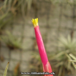 Tillandsia glabrior