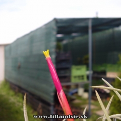 Tillandsia glabrior