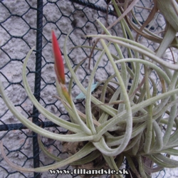 Tillandsia glabrior