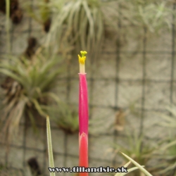 Tillandsia glabrior