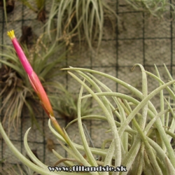 Tillandsia glabrior