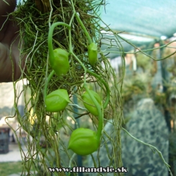 orchidea Gongora citrina