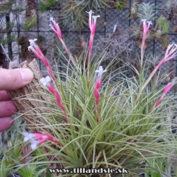 Tillandsia ,,Gordon,,