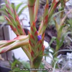 Tillandsia guatemalensis