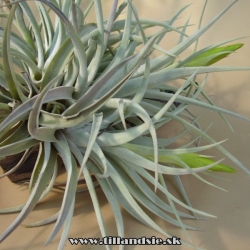 tillandsia harrisii