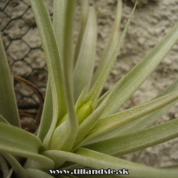 Tillandsia harrisii